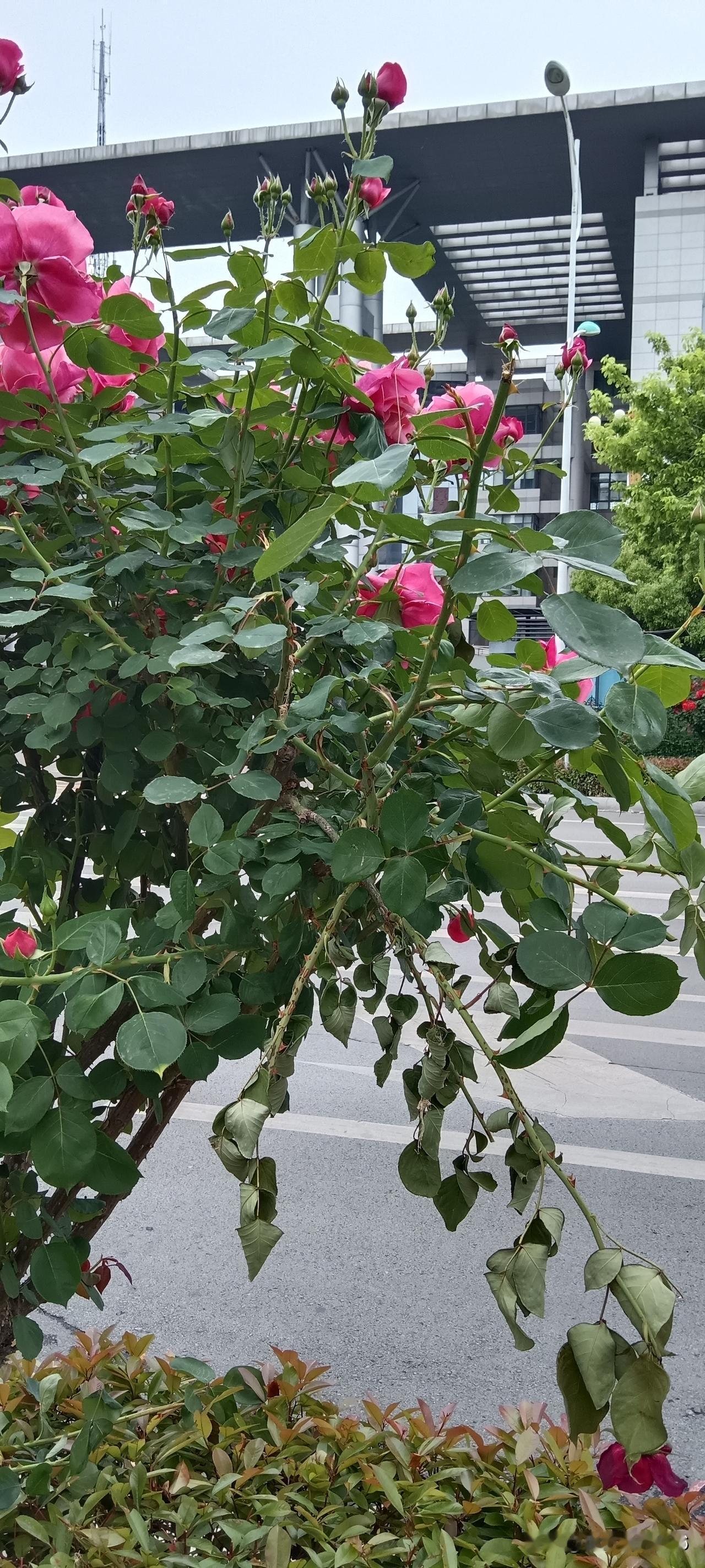 滕州城市路旁盛开的鲜花遭遇黑手，被好事者折了很多。破坏园林绿化，应该给与什么处罚