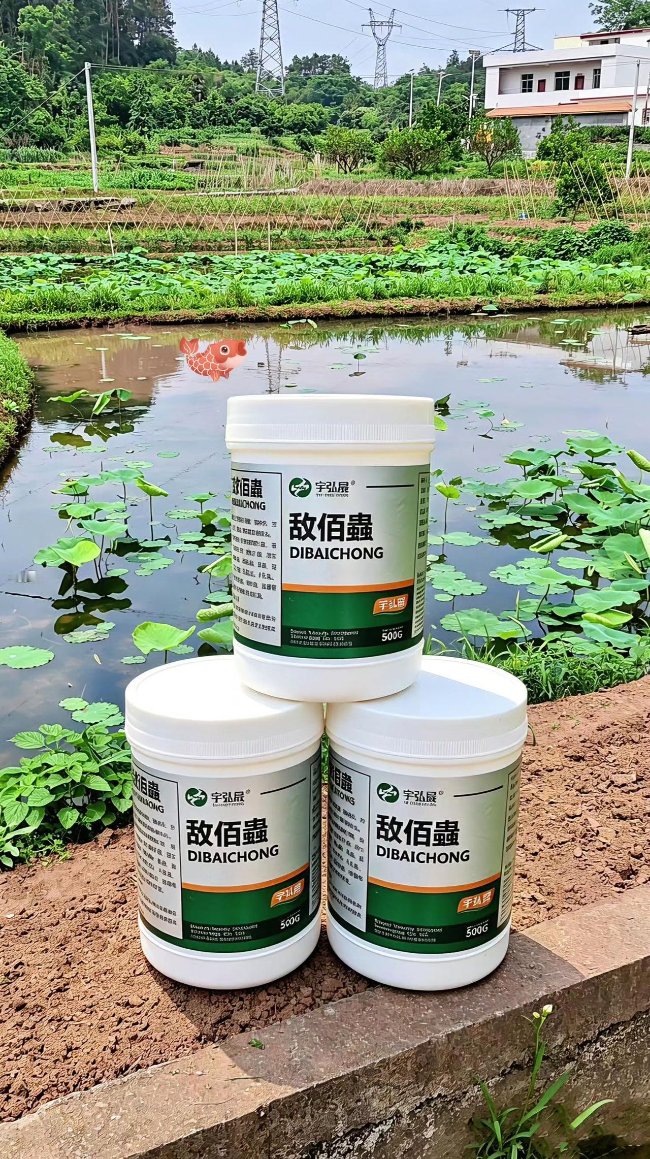 敌佰蟲 鱼塘养殖 鲢鱼 鲤鱼 草鱼