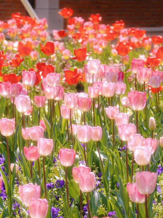 在上海，见春天 🌷