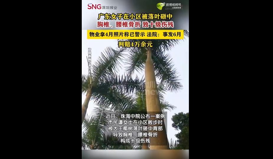 你能相信吗？
平时看着轻飘飘、风一吹就落的树叶，居然能把人砸成伤残。
听完这起案