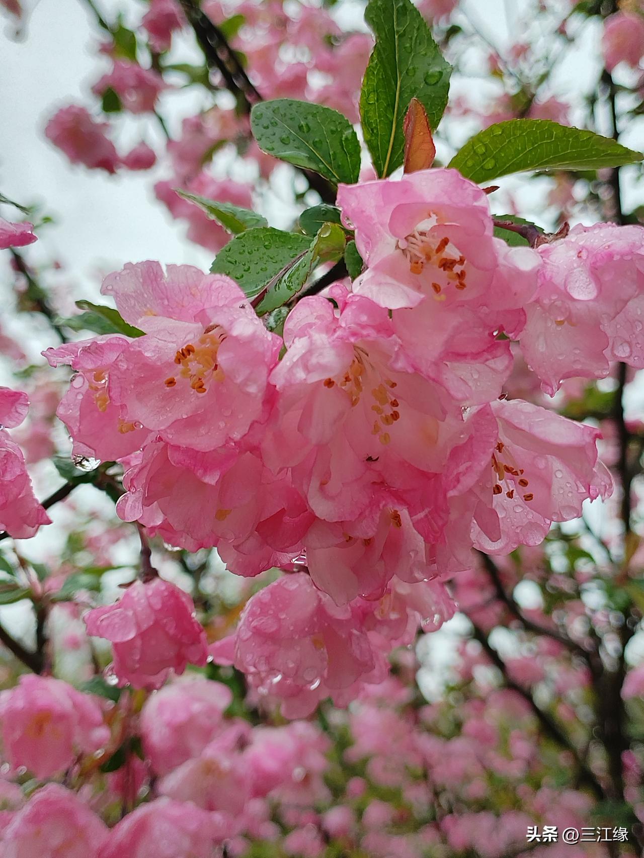 海棠花开正当时，人们长见的有四季海棠、西府海棠、垂丝海棠，可惜是，一句“海棠无香