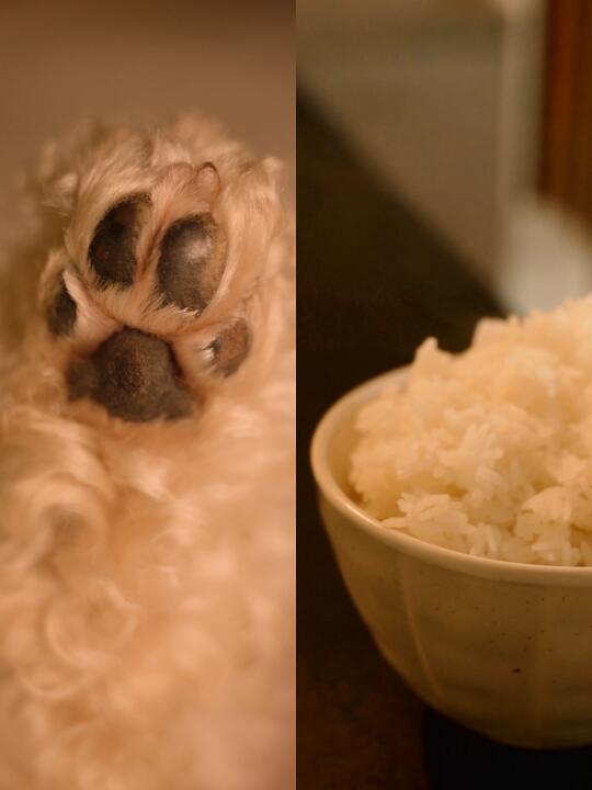 进来闻小狗味儿…🍚🥢🐾🌾🍗🧇