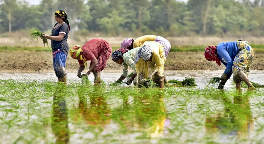 被逼到墙角？

莫迪发出最后警告：再不放行化肥，14亿人将迎来危机。

一向在国