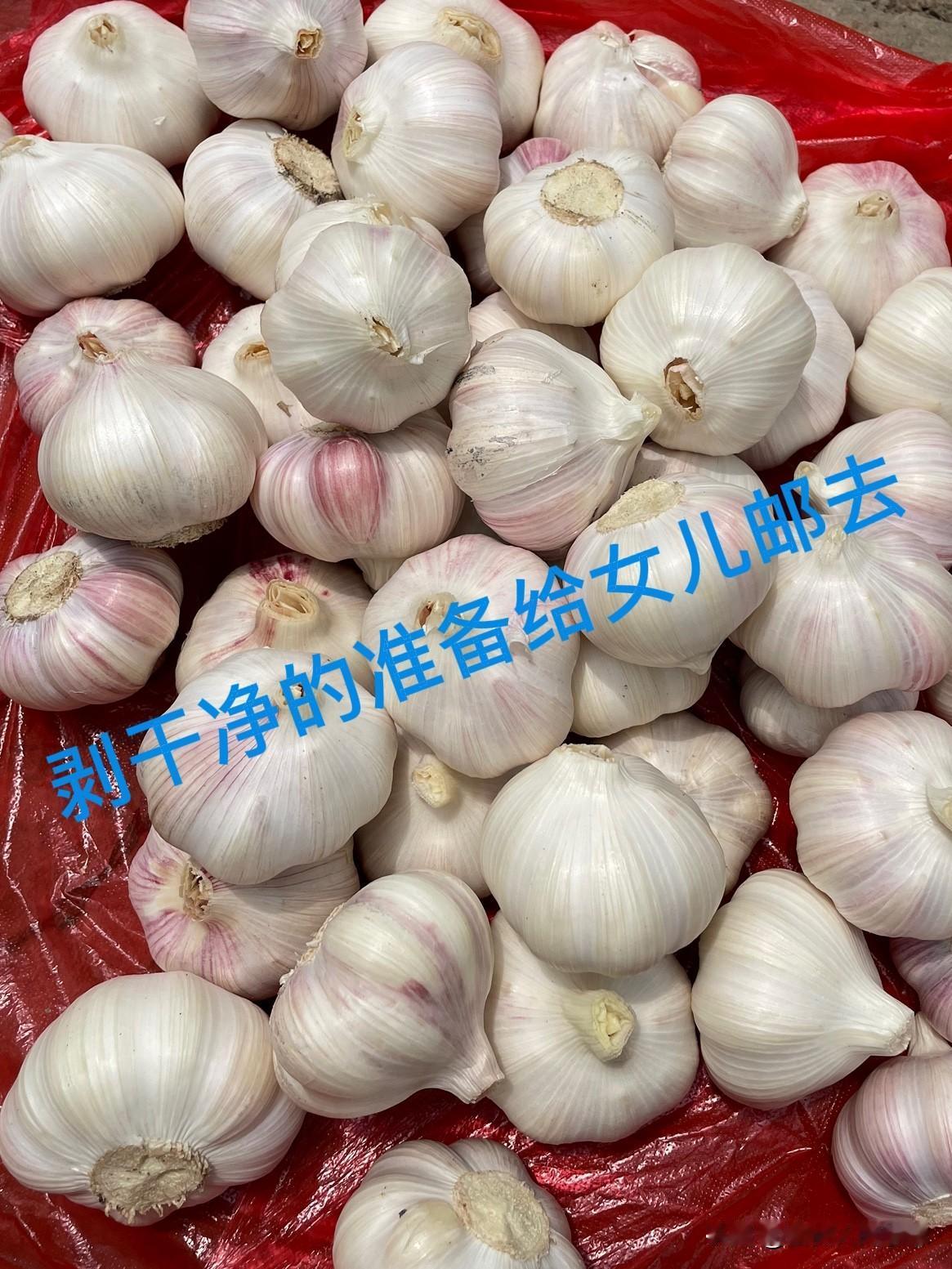 今天又是忙碌充实的一天，刨大蒜 ，剪蒜叶剪蒜根。

今天高温30度，太阳若隐若现