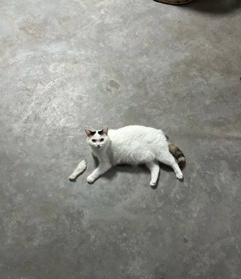 宝宝你的手咋了 