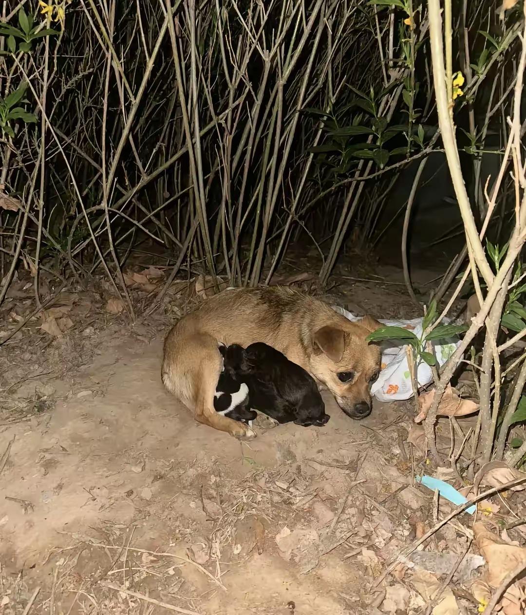 在公园看见一个男人举着棍子打一对流浪狗母子。小狗吓得往妈妈肚子底下钻，狗妈妈浑身