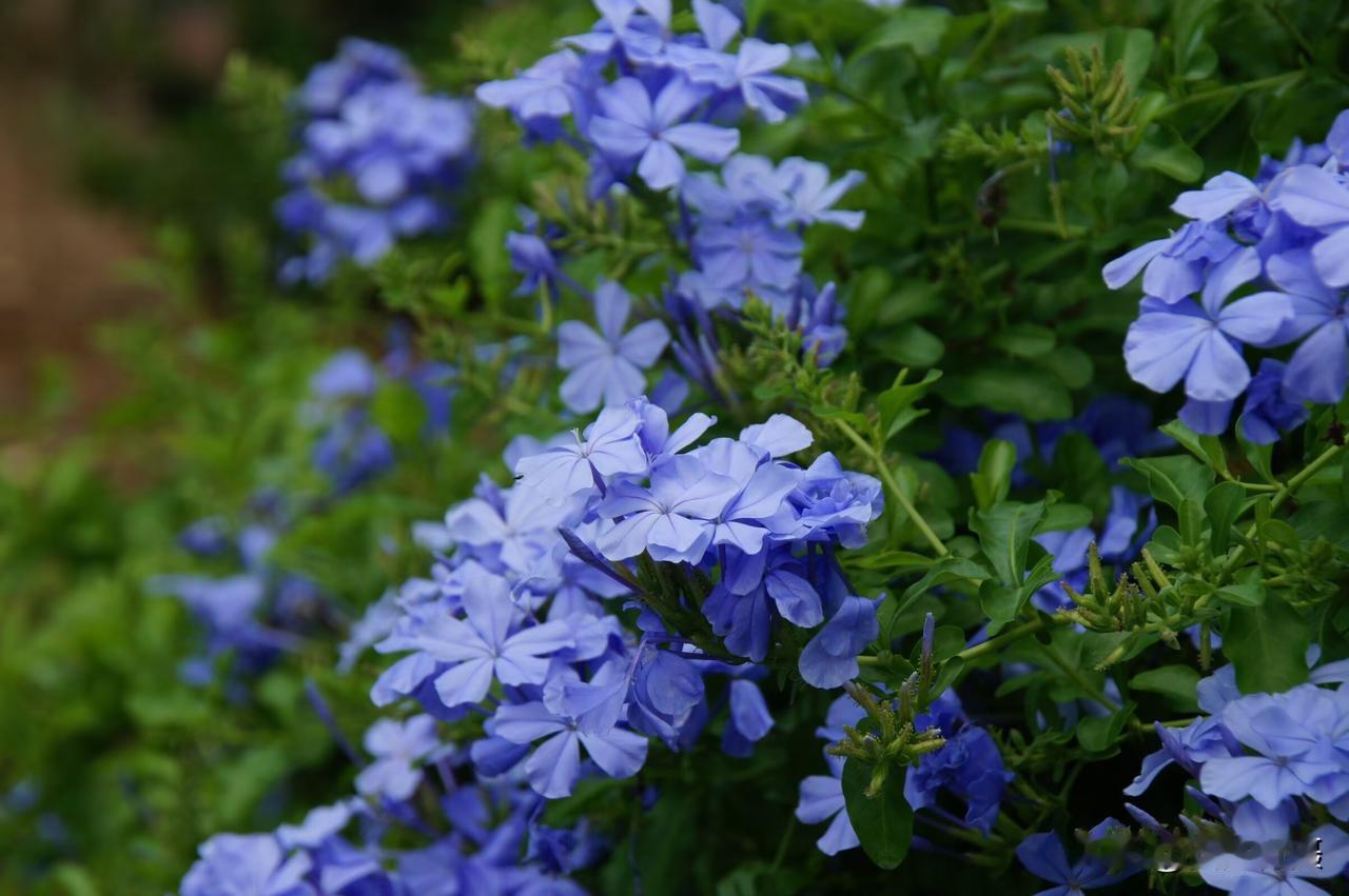 蓝雪花，别名：角柱花、蓝花丹、蓝茉莉。