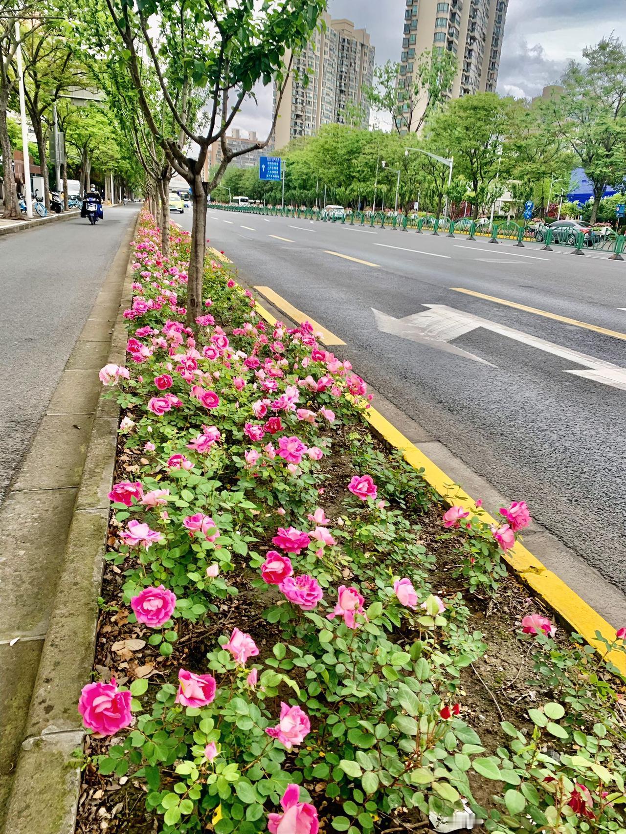 街景花草也美艳，一枝一叶总关情。