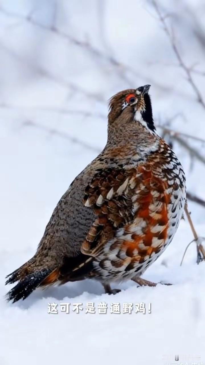 这就是传说中的“飞龙鸟”，可不是普通的野鸡！小时候在黑龙江经常听老人说起这种鸟，