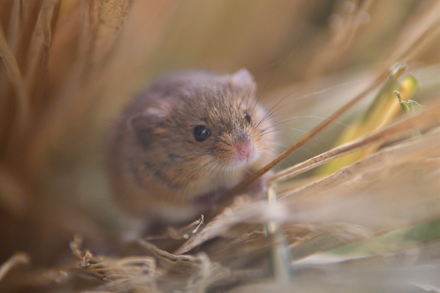 可可爱爱的小睡鼠~~【推：masametal】 