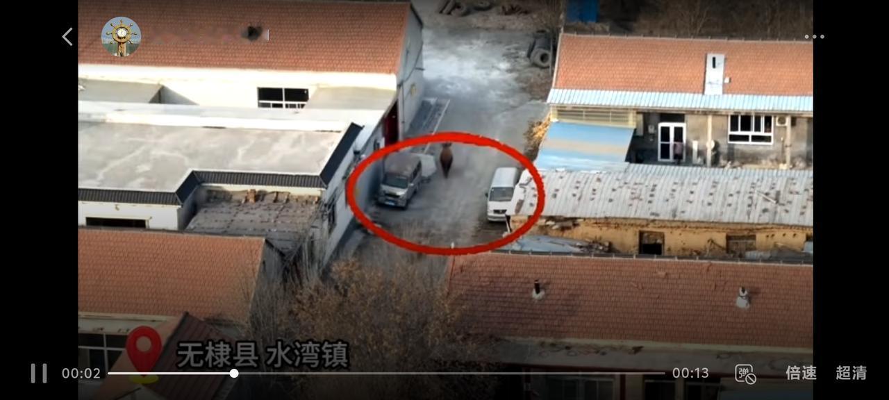 疯了！滨州一头牛被击毙

2月3日，山东滨州，无棣县公安局接到群众报警称，自家的