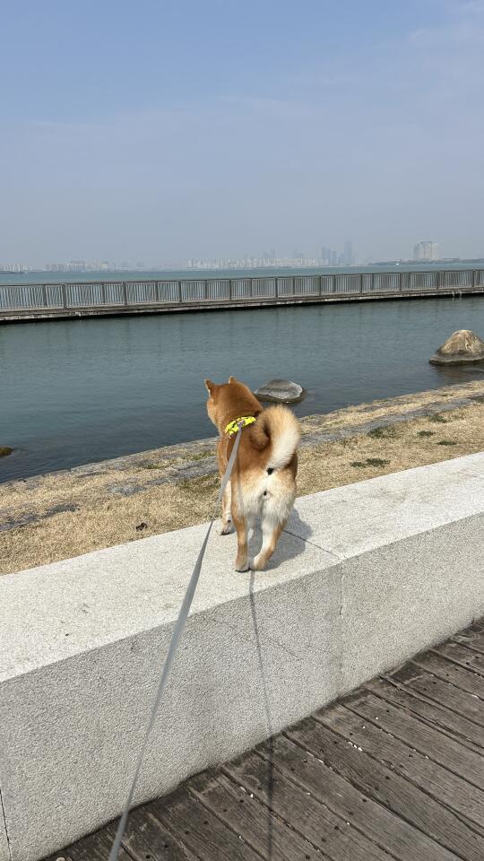 一起遛狗啊