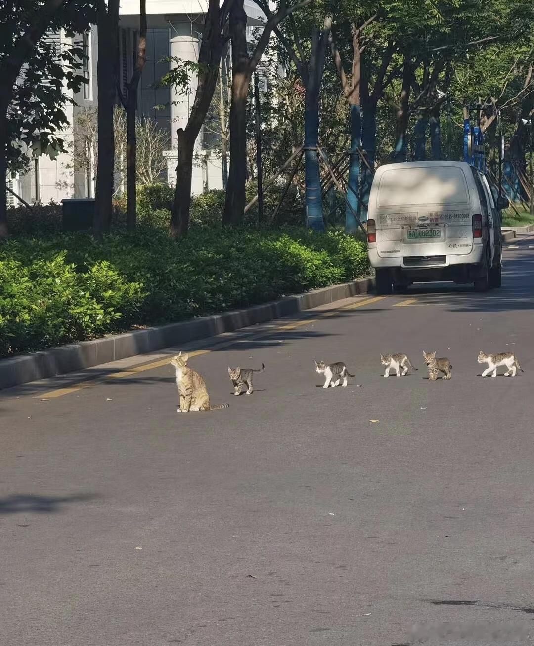 论猫咪对大学生毫无保留的信任 ​​​
