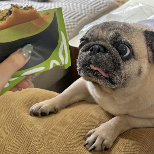 这铜锣烧到底有什么好吃的啊？？？
