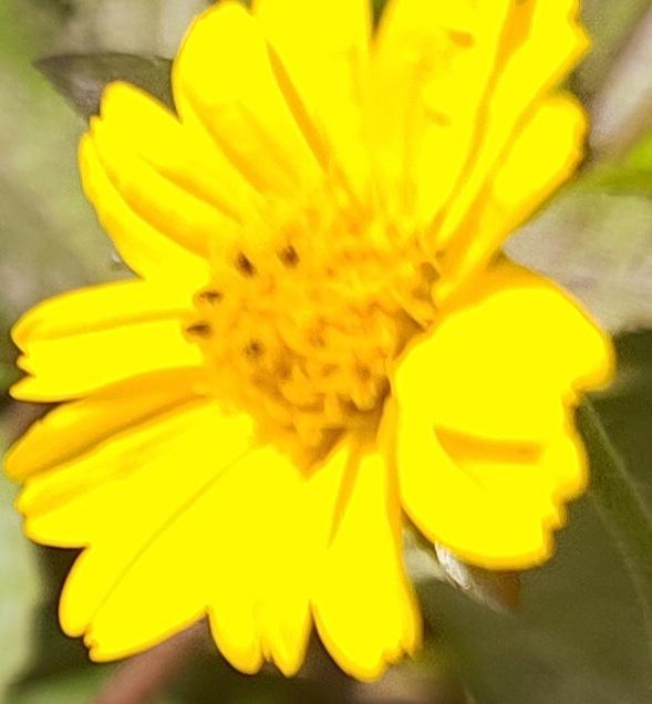 在田野的尽头，一株向阳花静静伫立，金黄的花盘如一面小小的铜镜，映照着晨曦与暮色。