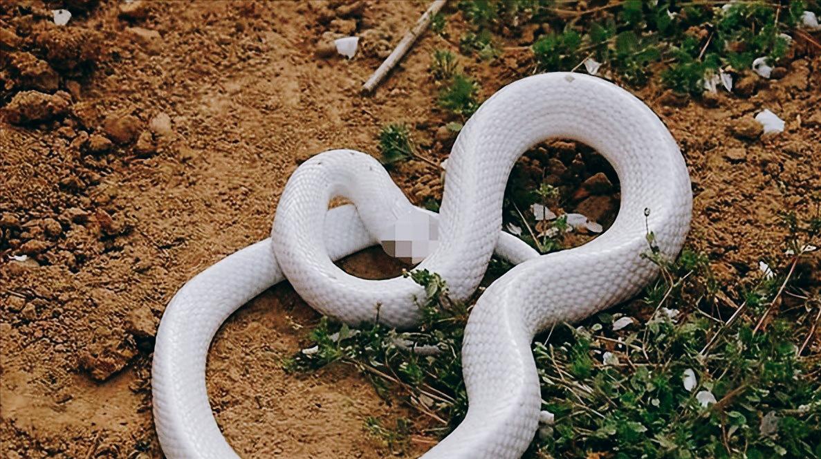 杨桂芳攥着刚采的金银花往家走，山脚下几个放牛汉的闲言碎语像针似的扎过来。

"就
