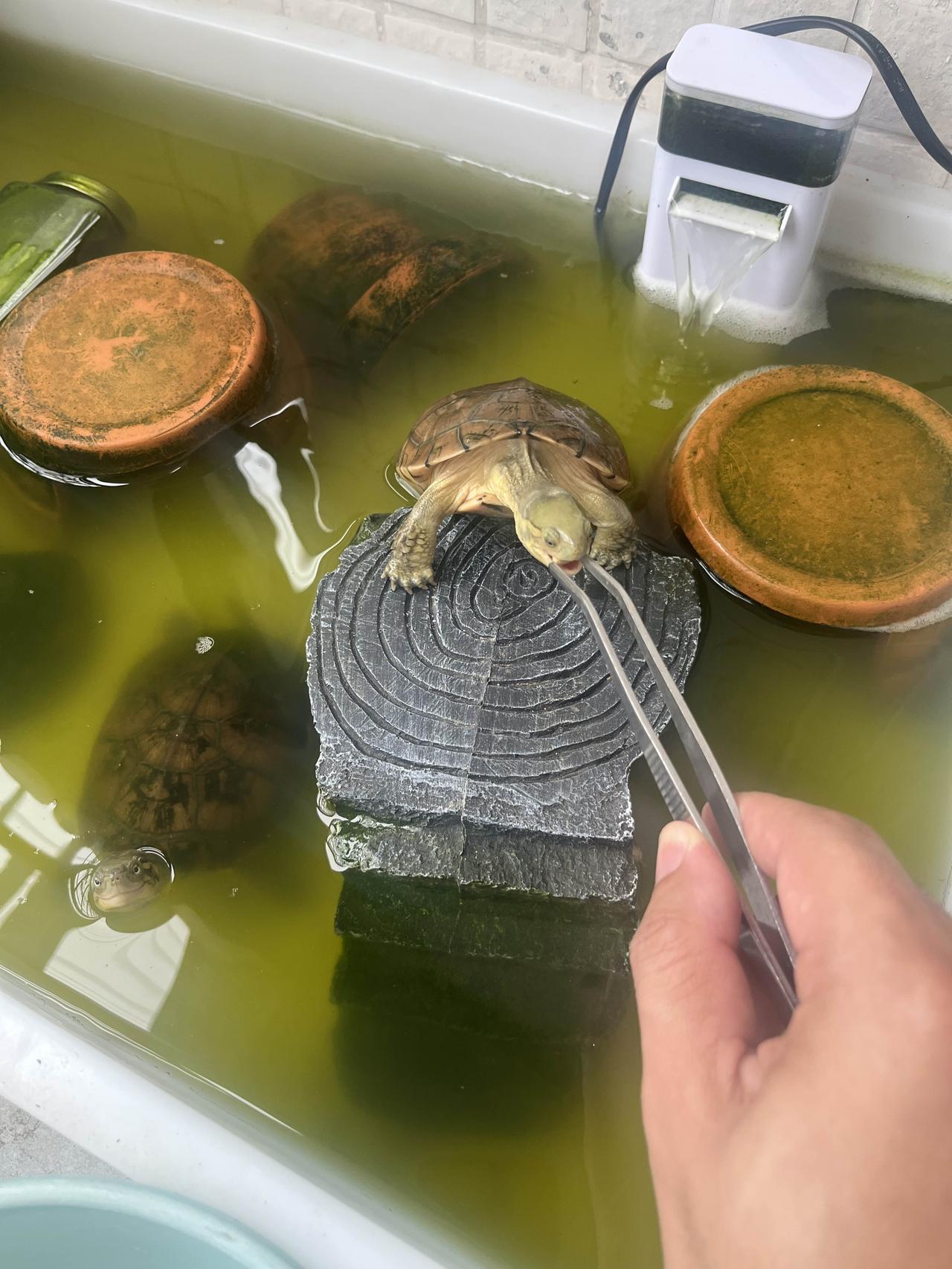 小小乌龟长得好快，一下子就巴掌那么大了，会接食的小乌龟互动性还是很强的。乌🐢龟