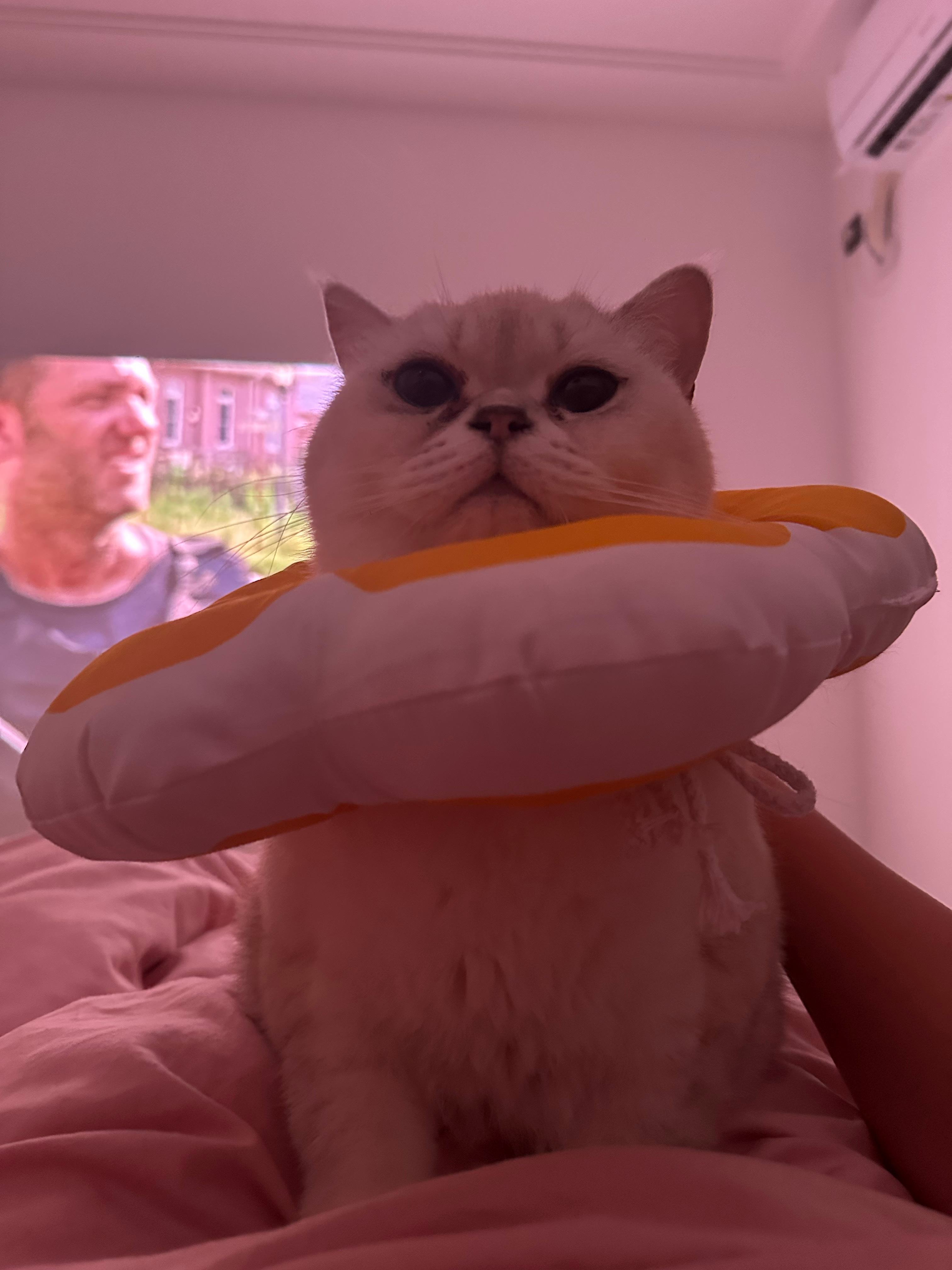 一猫一狗，开心常有[doge] ​​​