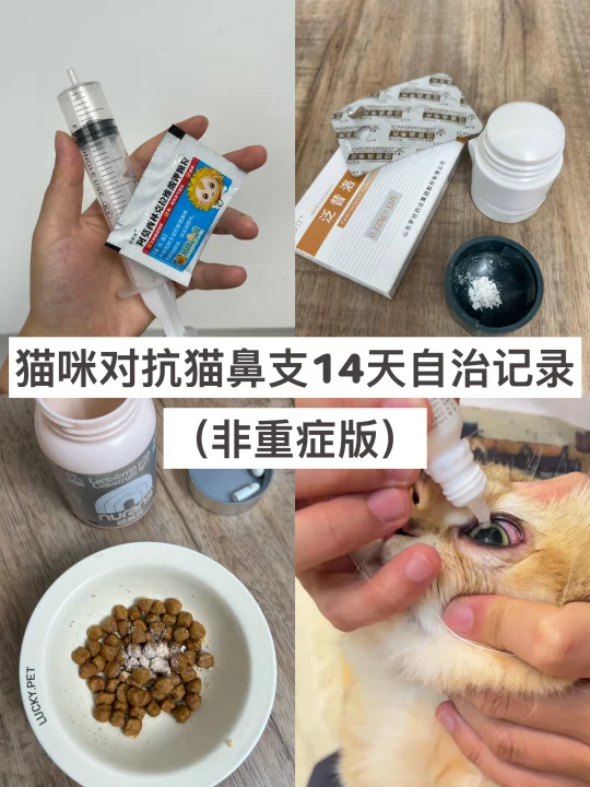 我家猫对抗猫鼻支的14天自治记录（非重症版