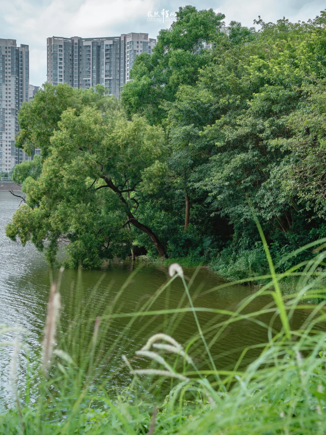 深圳周末去哪| 龙岗人少舒服的露营遛娃地