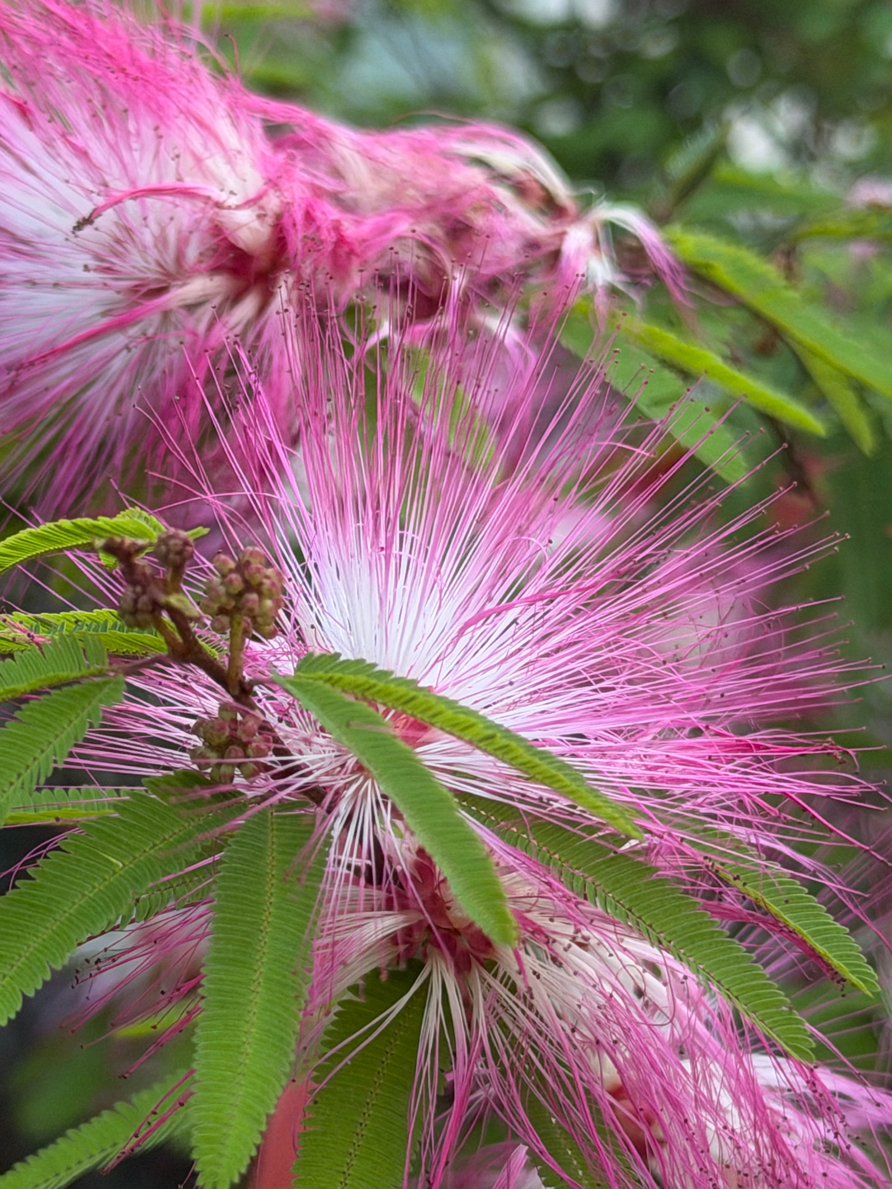 每天早起遛狗的时候都能遇到一些小确幸灯：采访一下，今天的天空你怎么看 