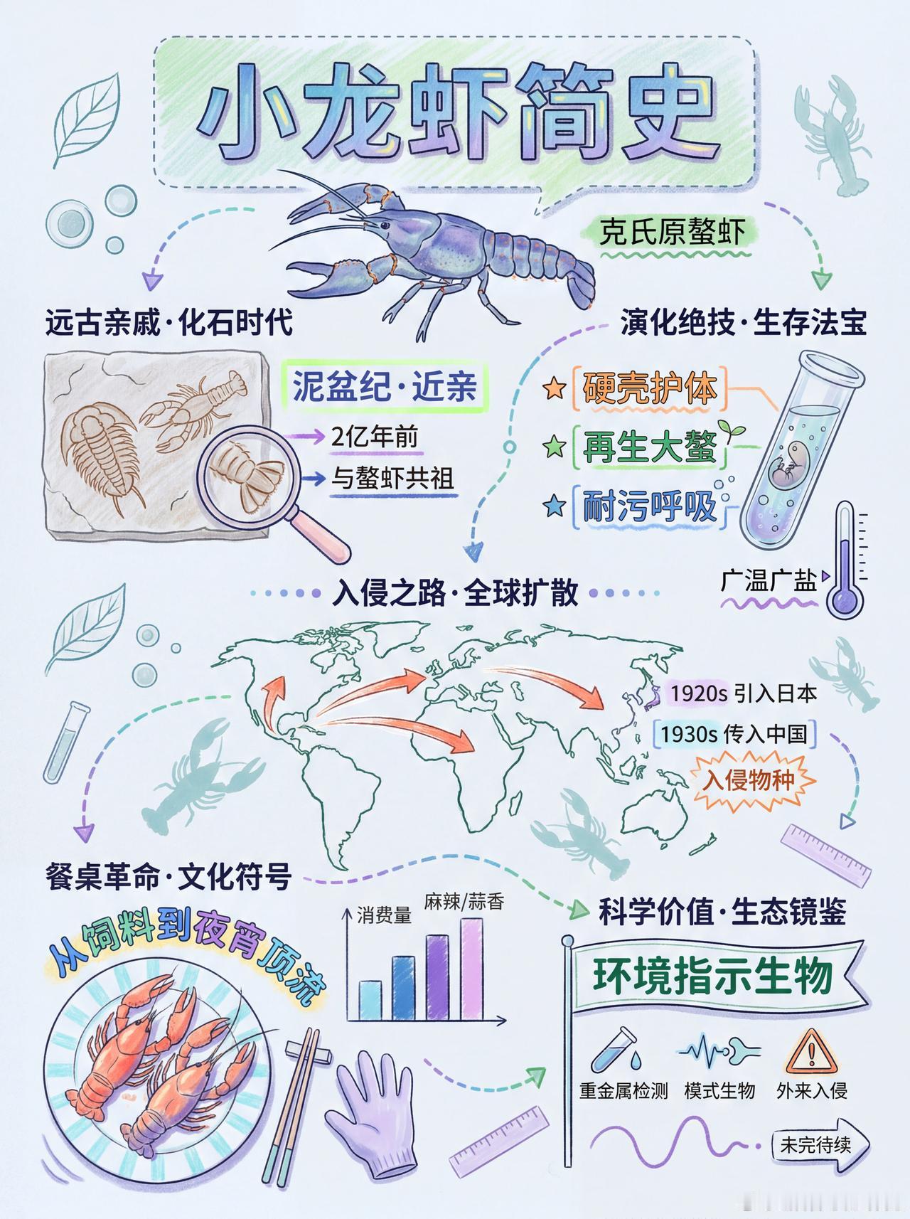 一图看懂：小龙虾简史小龙虾 科普 涨知识 冷知识