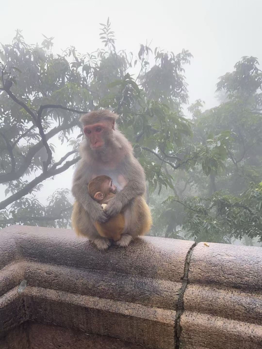 我的麻麻从花果山发来的问候，她也知道我想🐒了 