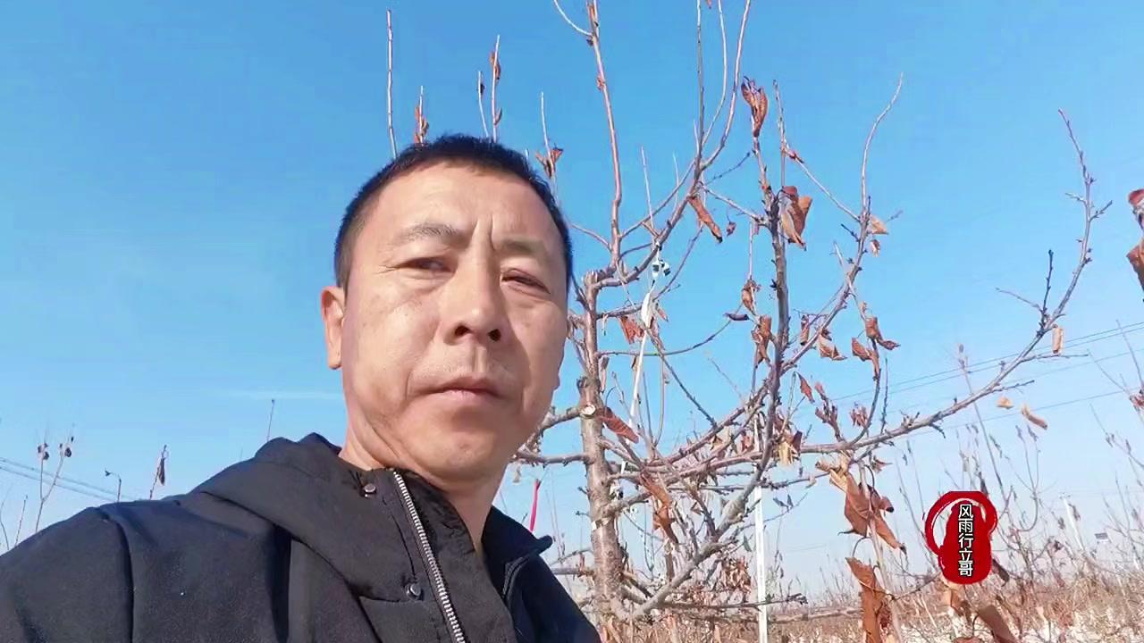 齐早樱桃，极早熟宝藏品种！🍒极早熟品种：果实发育期约35天，比早大果早熟5-7
