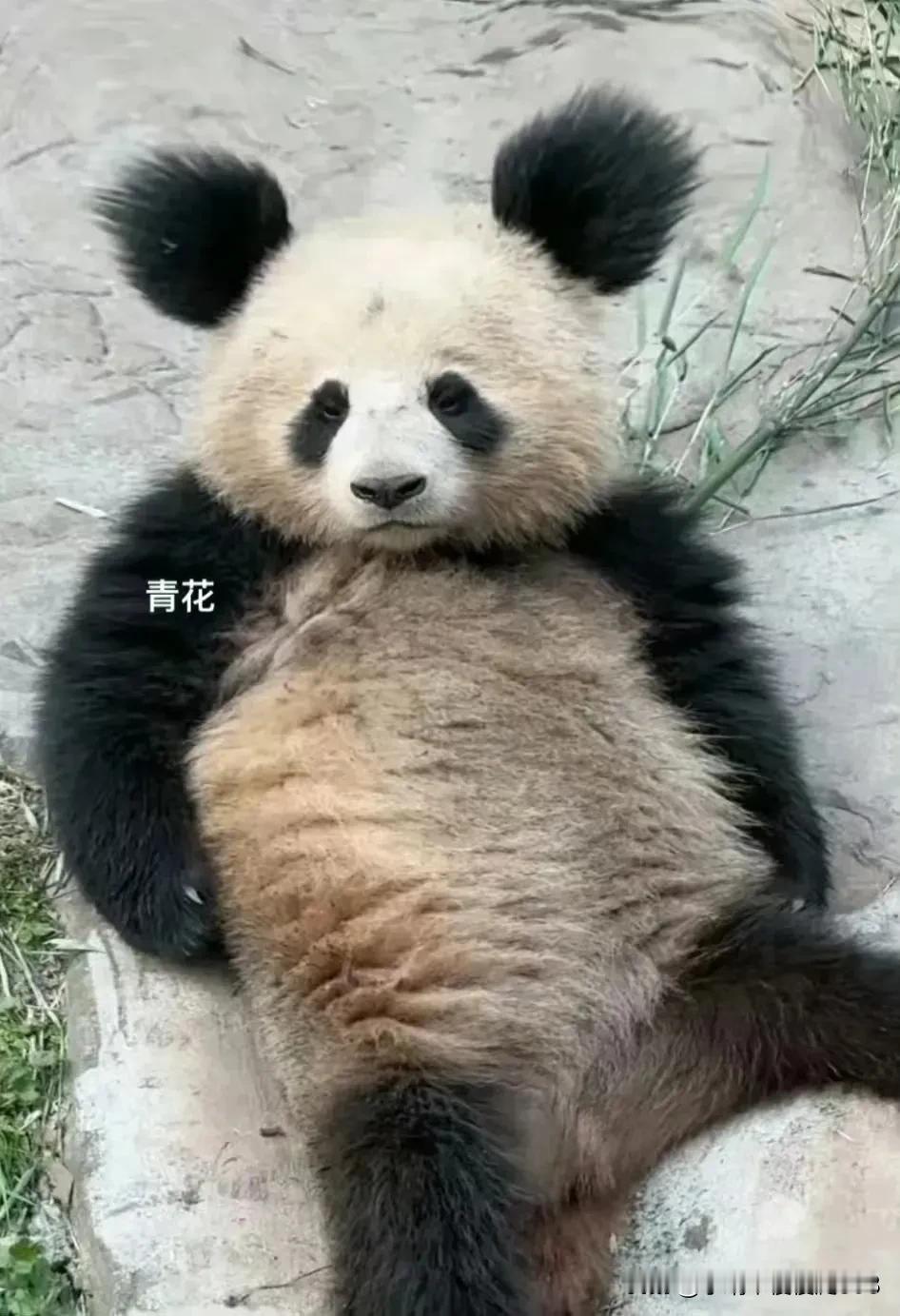 这猫宝是有两把刷子的一青花
韩国双胞胎辉睿宝爬高越狱，跟妈妈一般抬腿睡觉
牙没长