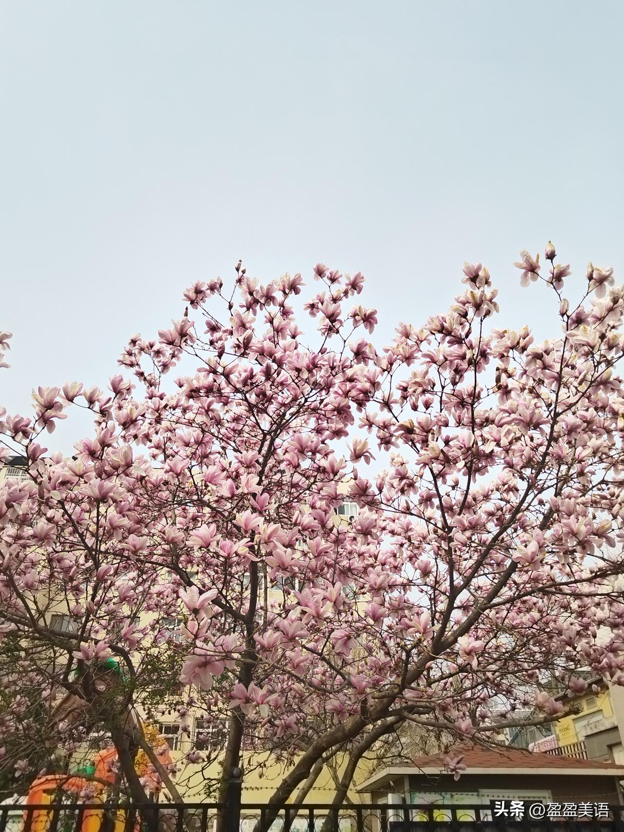 春天，小区里玉兰花开了。好大的玉兰花树，健壮的枝干，娇嫩的花儿，亭亭玉立，仙姿佚