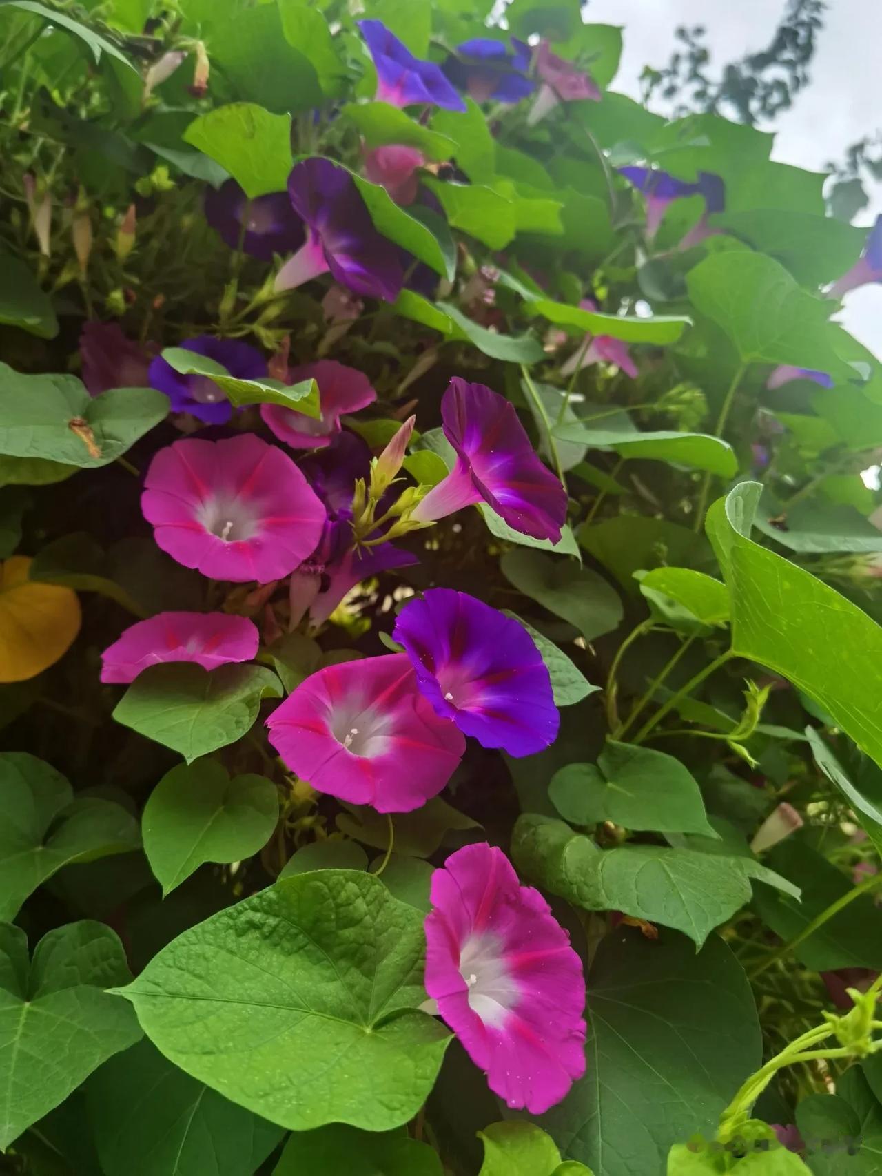 喇叭无声绽篱墙
晨醒怒放迎朝阳
秋风催开花万朵
藤蔓牵手众芬芳
2024年9月1
