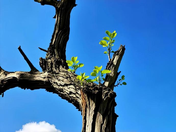 能力范围内，一点苦都不想吃，一点难听的话都不听，爱自己的明媚，也爱自己的破碎。 