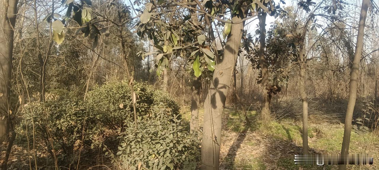 关于仝明远未履行土地租赁合同之质疑
 
原户县大王税务所所长仝明远于 2003 