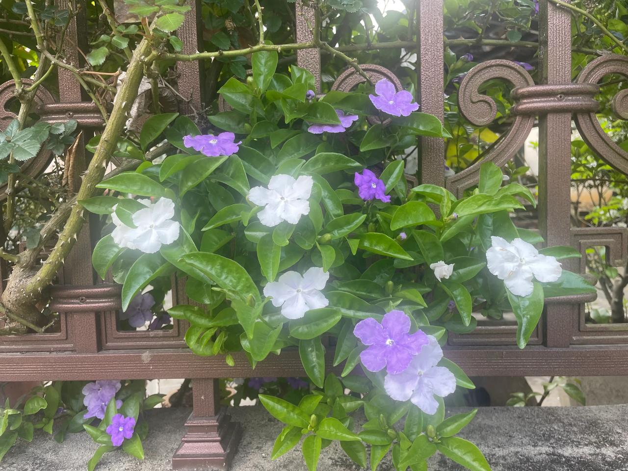 #看看你拍的花#满园春色关不住，几枝茉莉出栏来#苿莉花朵随手拍#