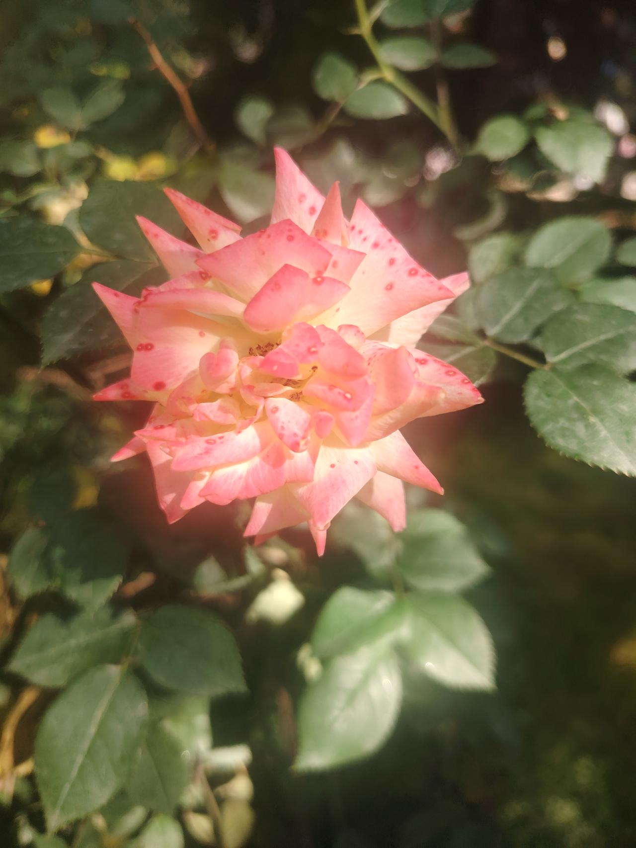 自我的正面和负面理解

自我的两面：成长的起点
正面自我是成长的导航仪，它藏着你