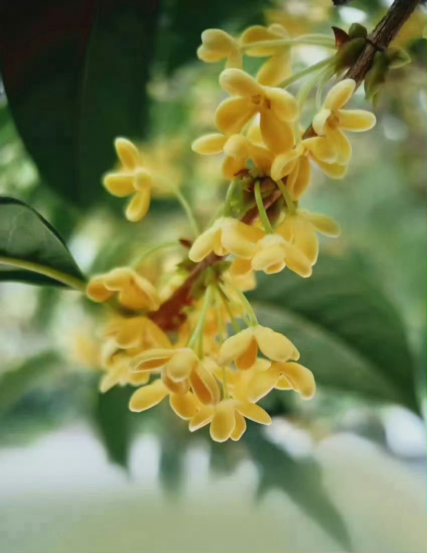 “  白露时节，玉桂飘香 ...  ” ​丨白露 ​ ​​​