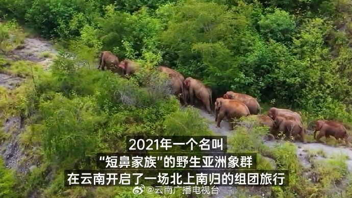 #云南北上南归象群3年添4丁#大象的鼻子确实非常神奇，拥有四万块肌肉，使得它们能