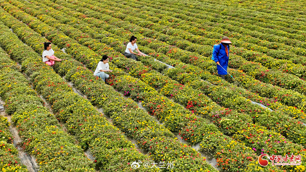 在高台闻着花香把钱赚【高台：制种花开“致富路” 美丽经济促增收】盛夏时节，张掖市