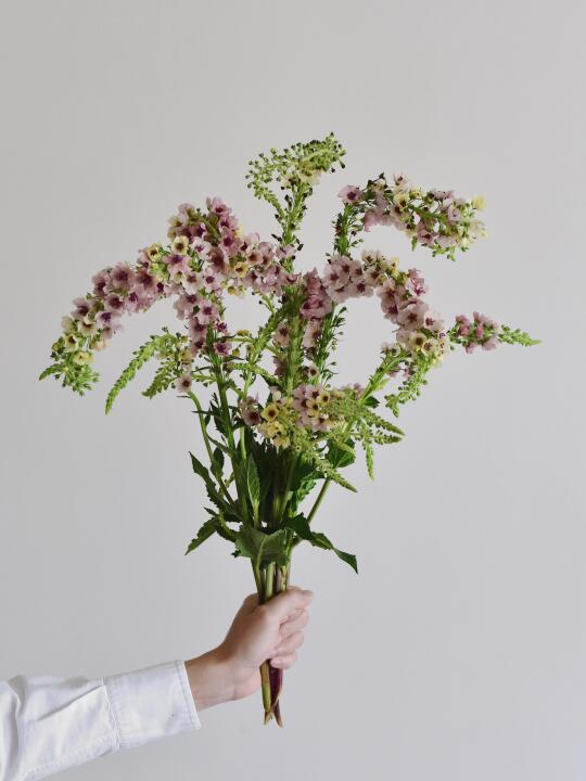 毛蕊花·南方魅力