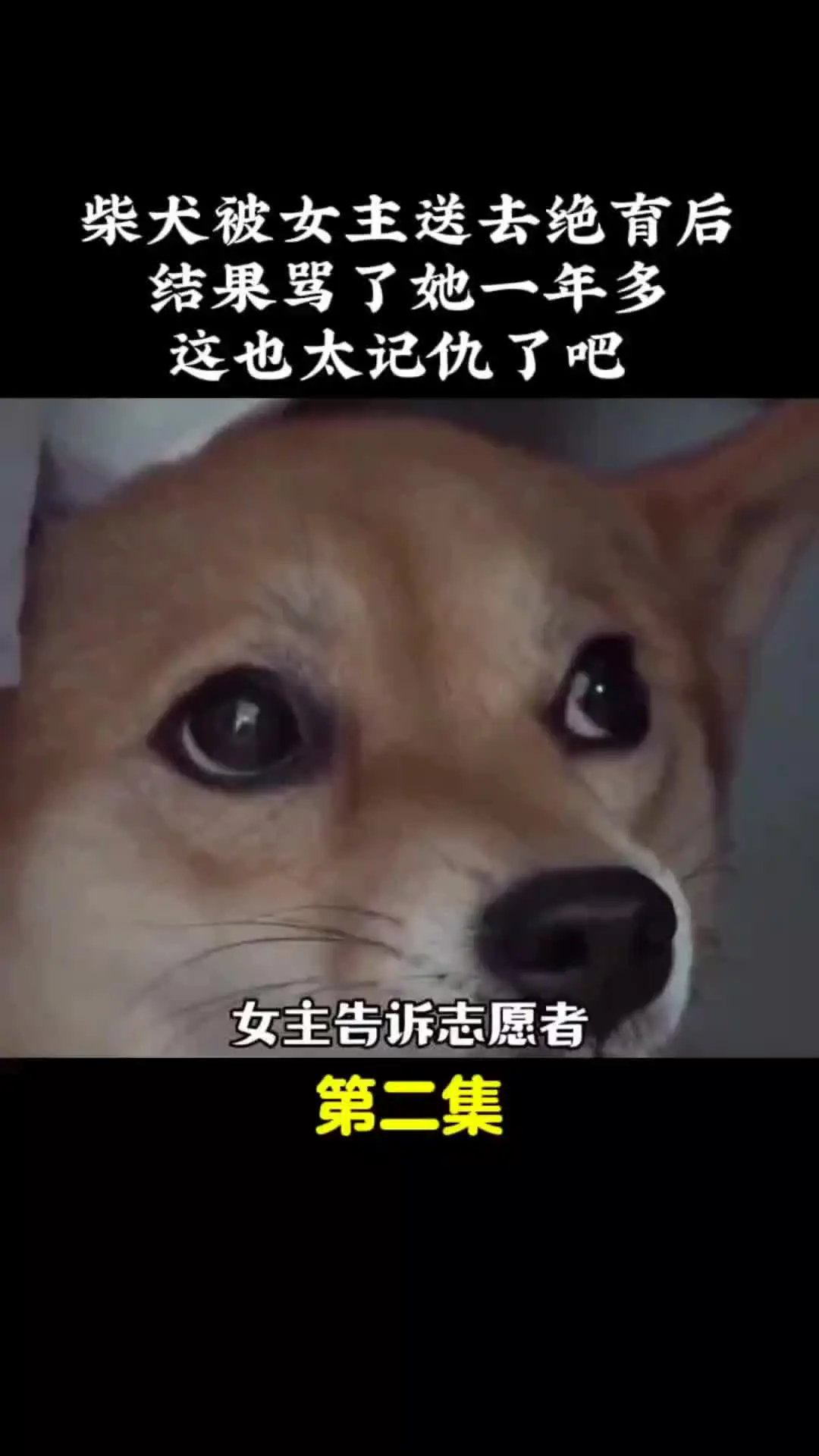 动物解说 动物的迷惑行为 内容启发搜索
