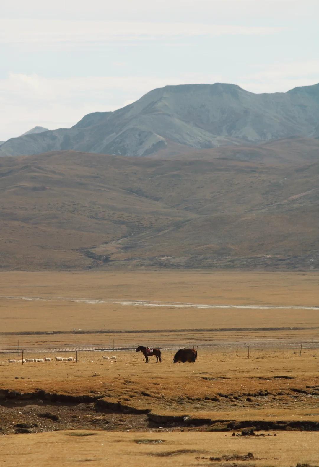 国庆游｜9.30｜天境祁连没等来梦中的那场雪
因昨天的青海湖环湖干废了，这天直接