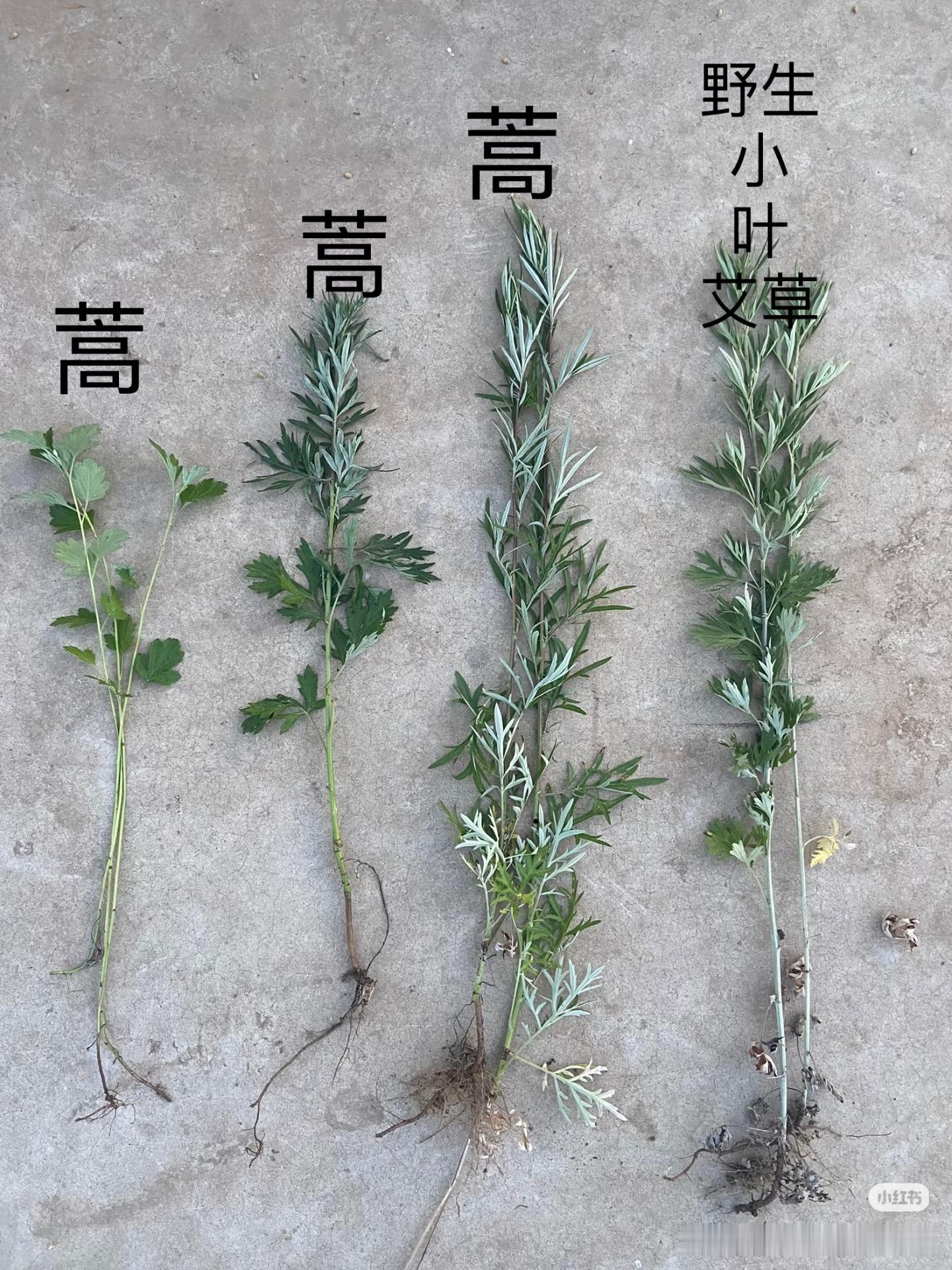 谁还记得，我去年把蒿子当成菊花拔回家养了一个月！