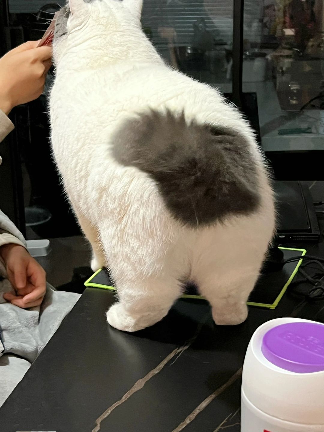 不开玩笑，这是我的大屁股哈基咪