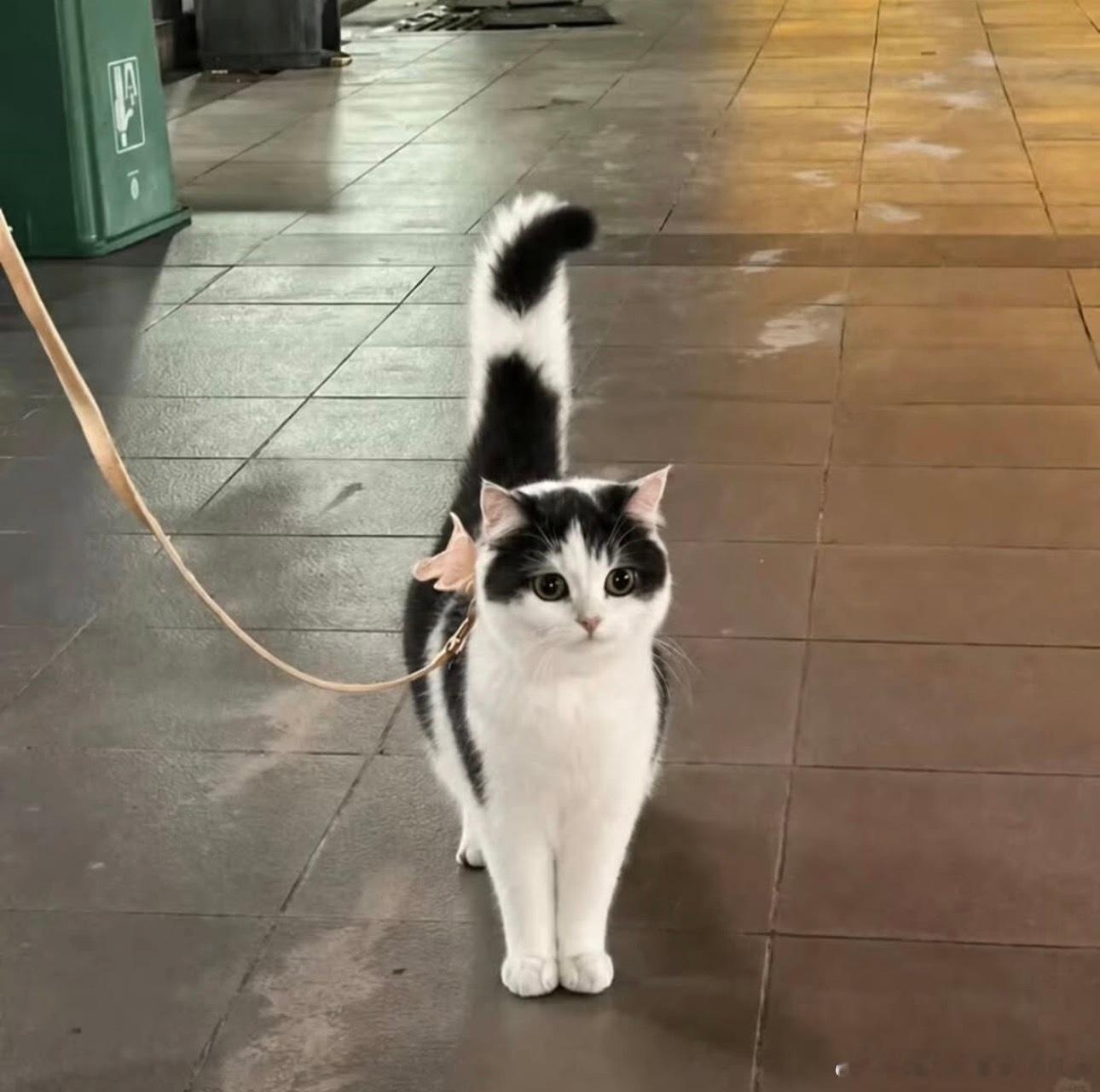 猫宁 ​​​