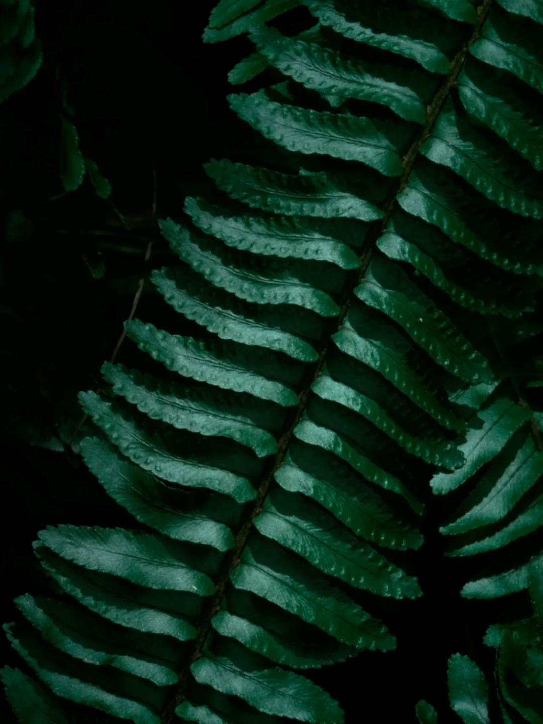 ❌绿色植物