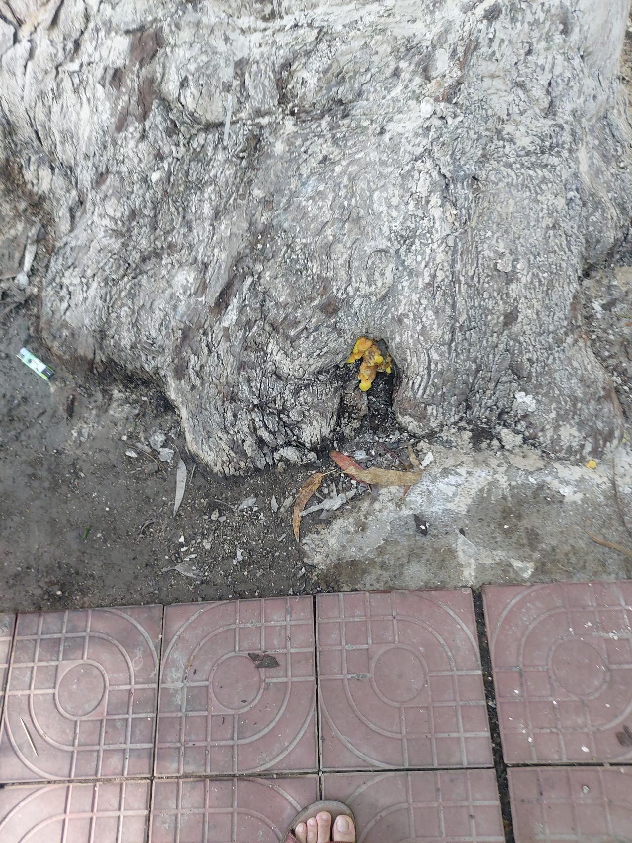 这是什么菌？长在一棵桉树根部。