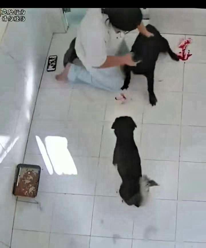 上海一位34岁的妈妈在自家厨房做饭时，意外被自家犬只咬伤的事，值得所有养犬人冷静