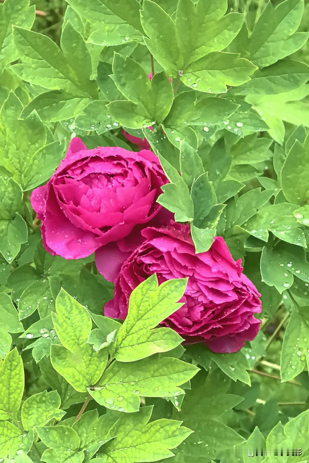 牡丹带个头，芍药蔷薇次第开

牡丹率先绽放，芍药、蔷薇接踵而开。

位于河南洛阳