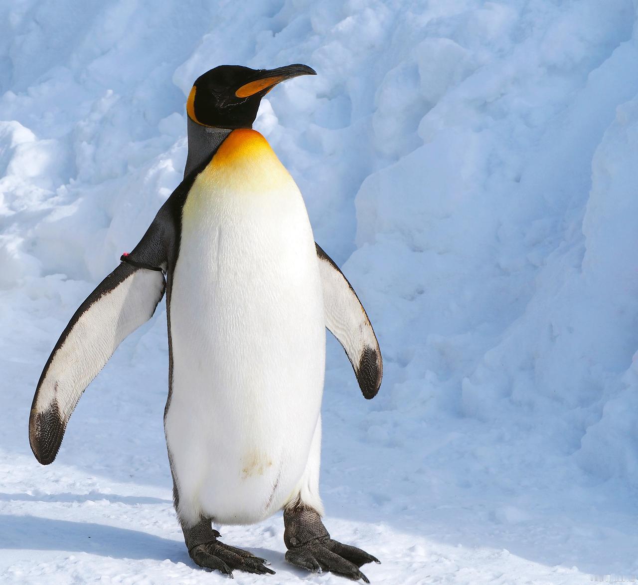 2026年武汉的首场大雪太有看头了！1月20日上午10点，武汉极地海洋度假区的“