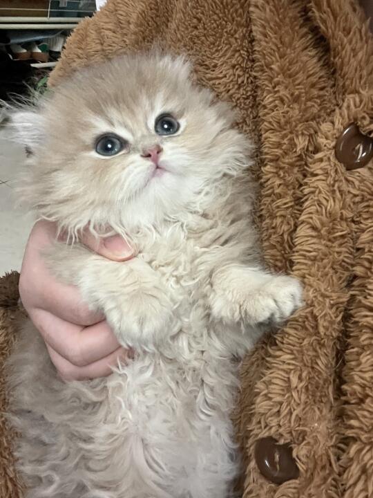 用你刚吃的食物给我家猫儿起个名吧～